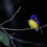 Papuan Dwarf Kingfisher (image by Dáni Balla)