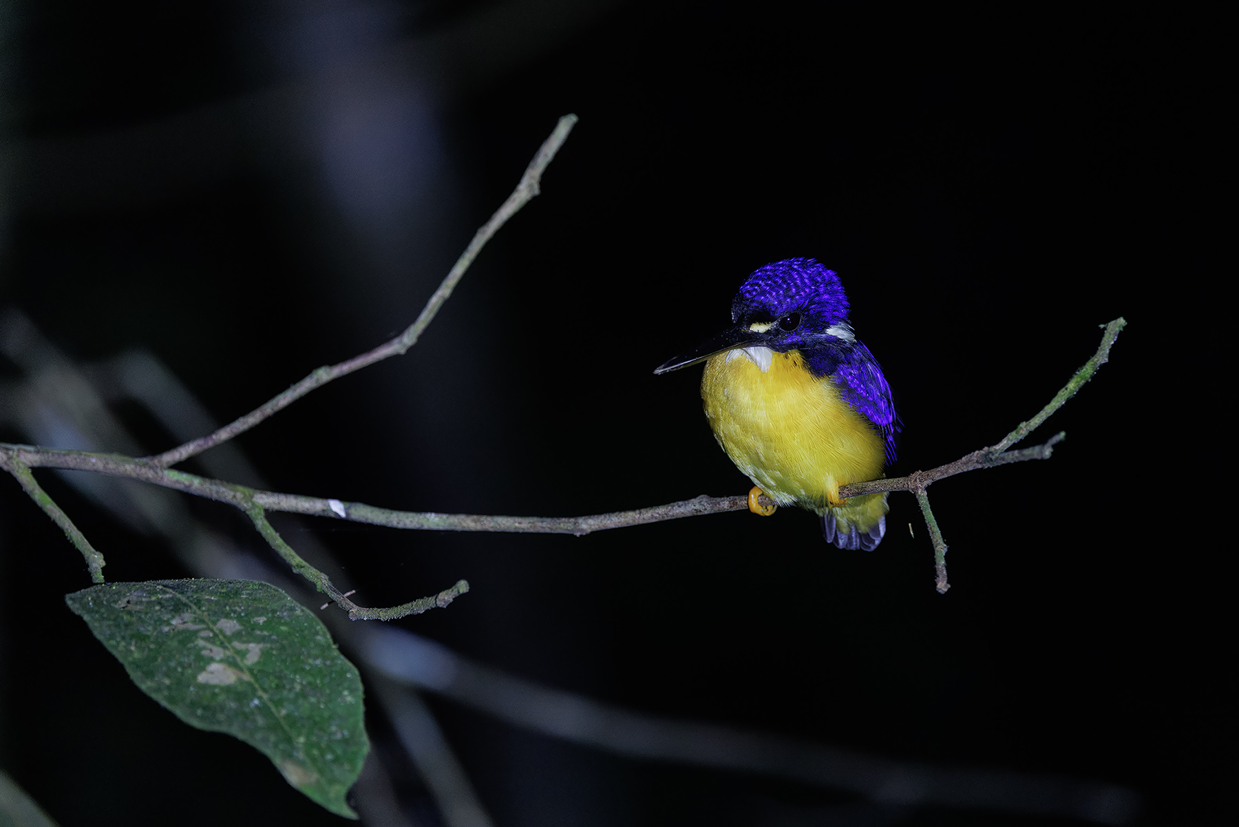 Papuan Dwarf Kingfisher (image by Dáni Balla)