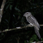 Papuan Frogmouth (image by Dáni Balla)
