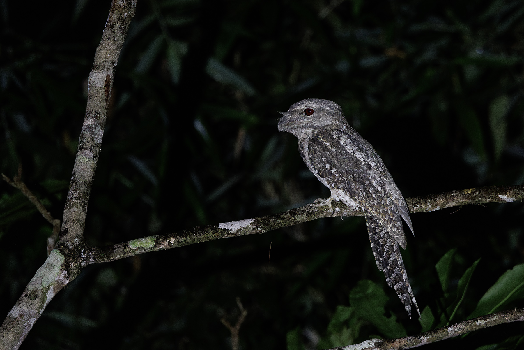 Papuan Frogmouth (image by Dáni Balla)