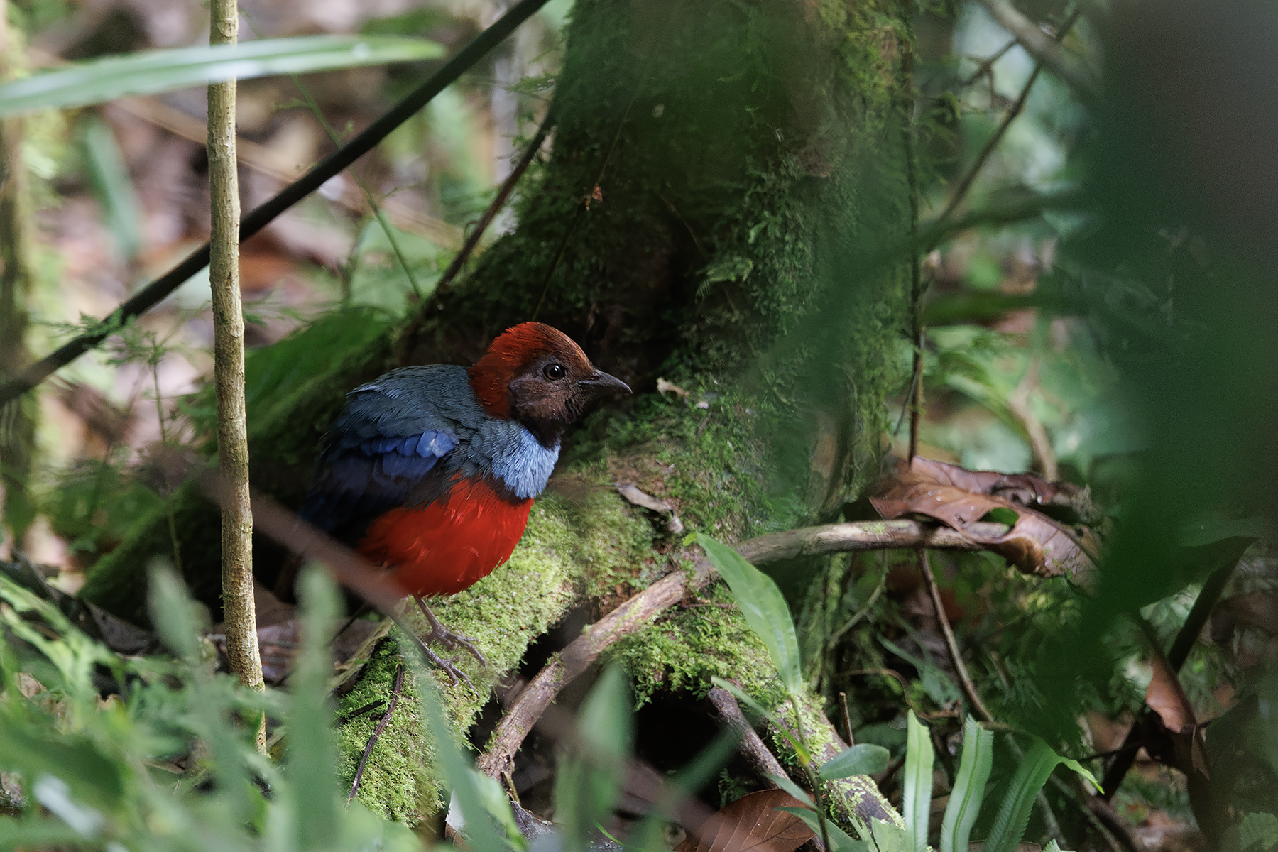 Papuan Pitta (image by Dáni Balla)