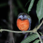 Papuan Pitta (image by Dáni Balla)