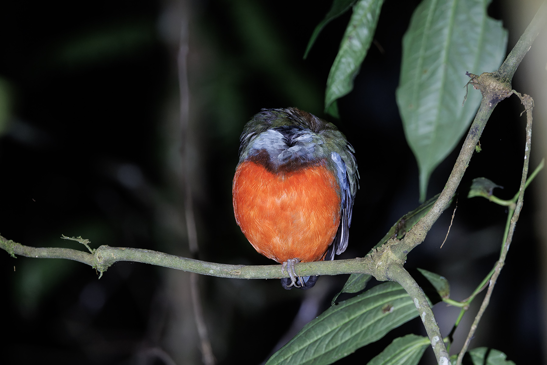 Papuan Pitta (image by Dáni Balla)