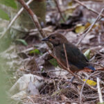 Papuan Pitta (image by Dáni Balla)