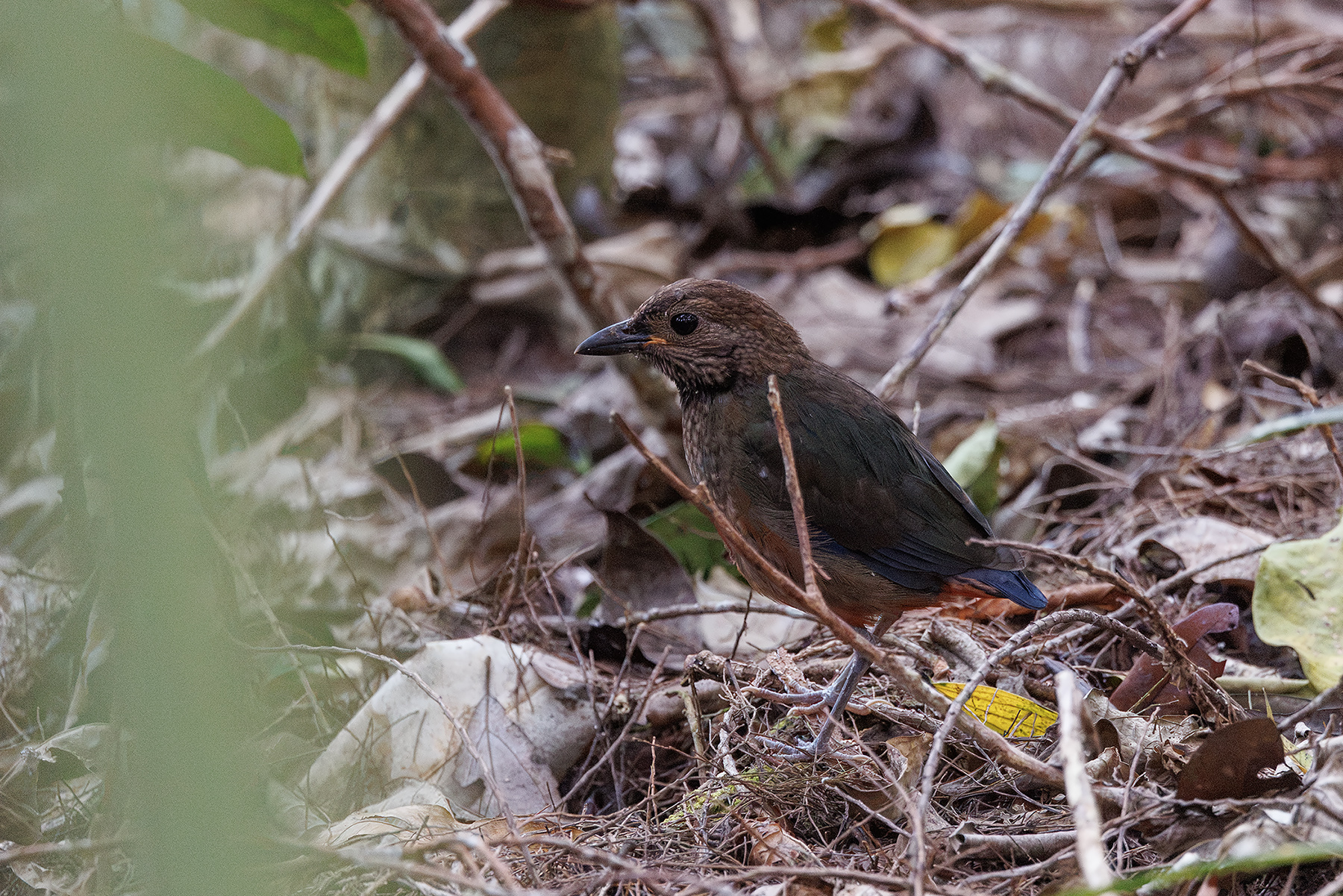 Papuan Pitta (image by Dáni Balla)