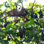 Pemba Flying Fox (image by Mark Van Beirs)