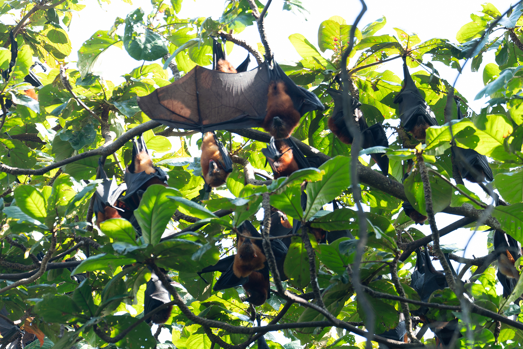Pemba Flying Fox (image by Mark Van Beirs)