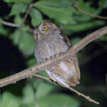 Pemba Scops Owl (image by Mark Van Beirs)