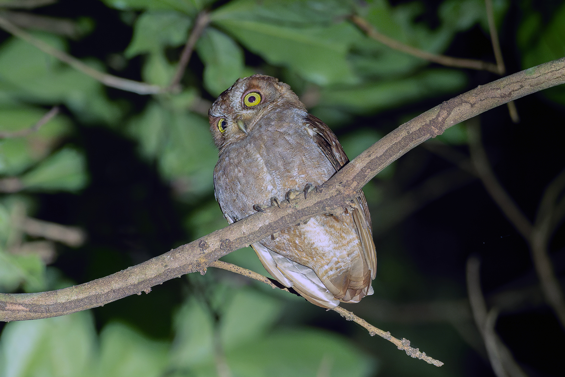 Pemba Scops Owl (image by Mark Van Beirs)