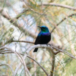 Pemba Sunbird (image by Edward Paxton)