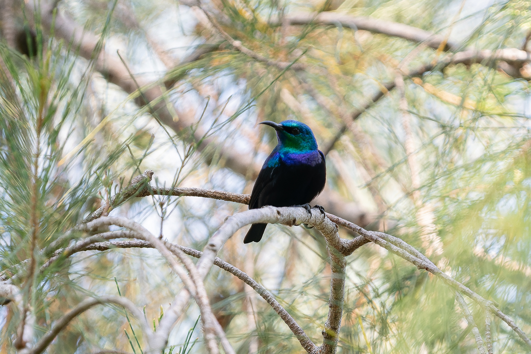 Pemba Sunbird (image by Edward Paxton)