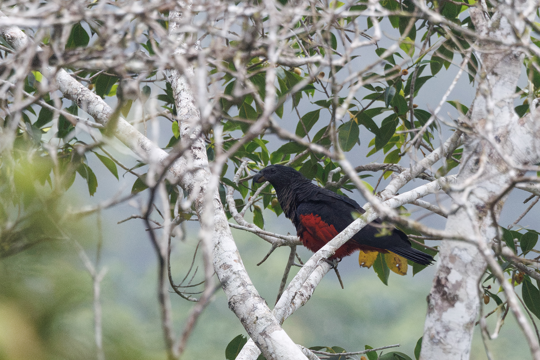 Pesquet's Parrot (image by Dáni Balla)