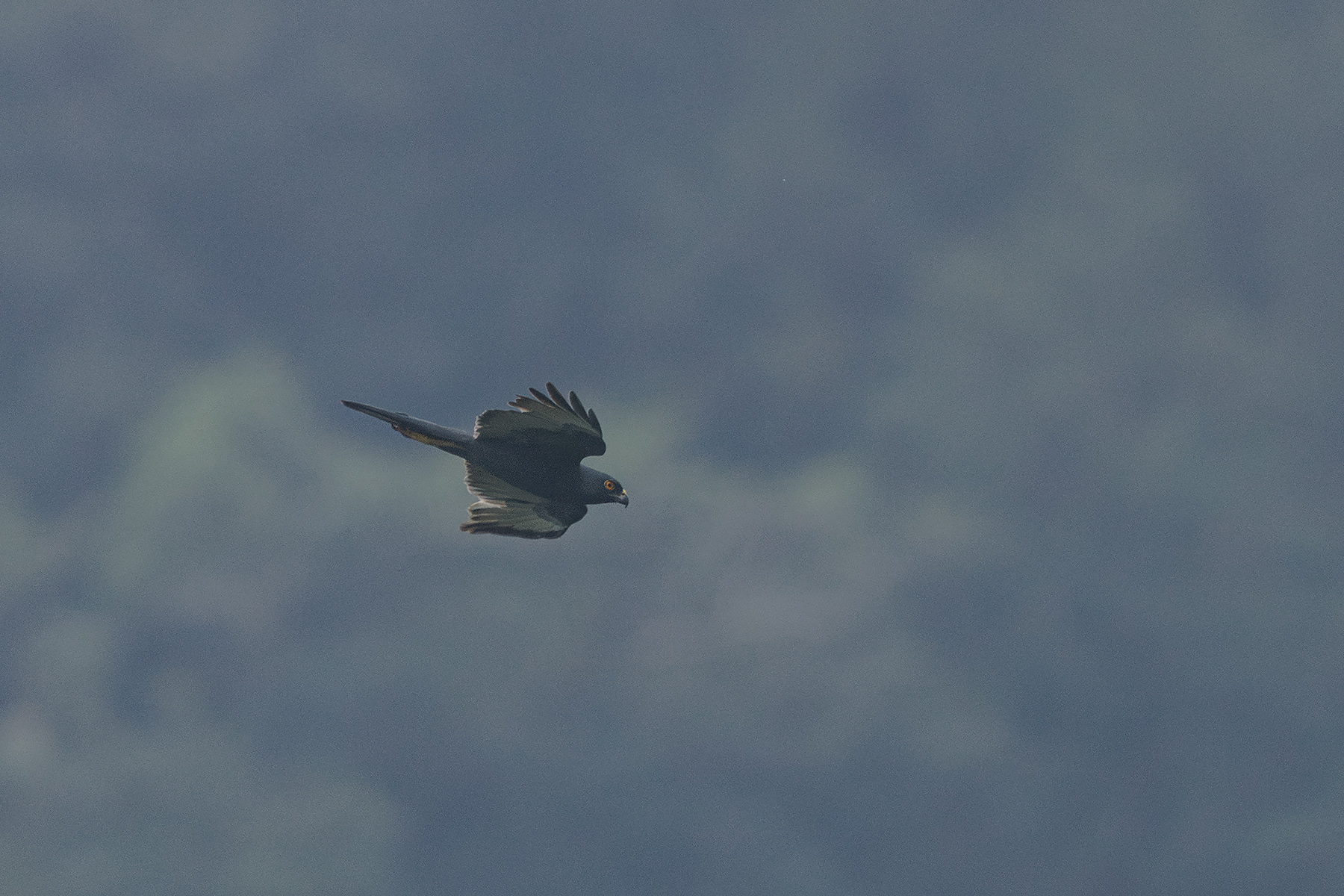 Pied Goshawk (image by Dáni Balla)