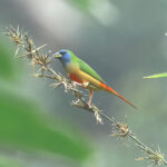 male Pin-tailed Parrotfinch (image by Thomas Pedersen)