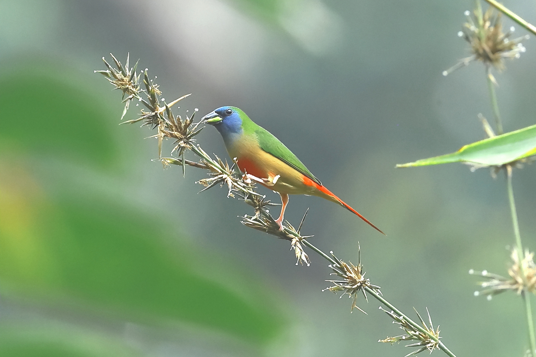 male Pin-tailed Parrotfinch (image by Thomas Pedersen)