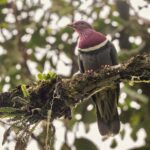 Pink-headed Fruit Dove (image by Paul Ellis)