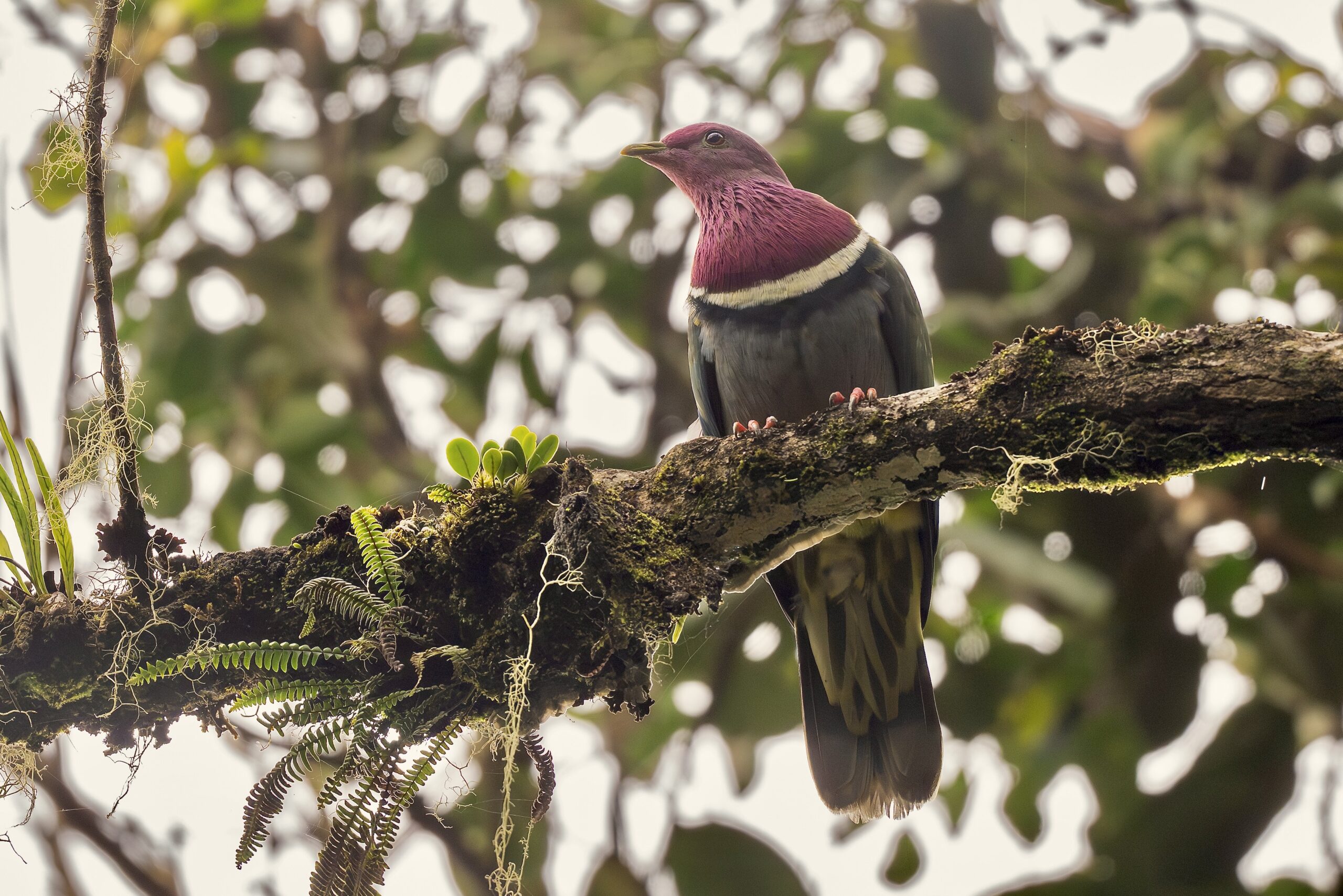 Pink-headed Fruit Dove (image by Paul Ellis)