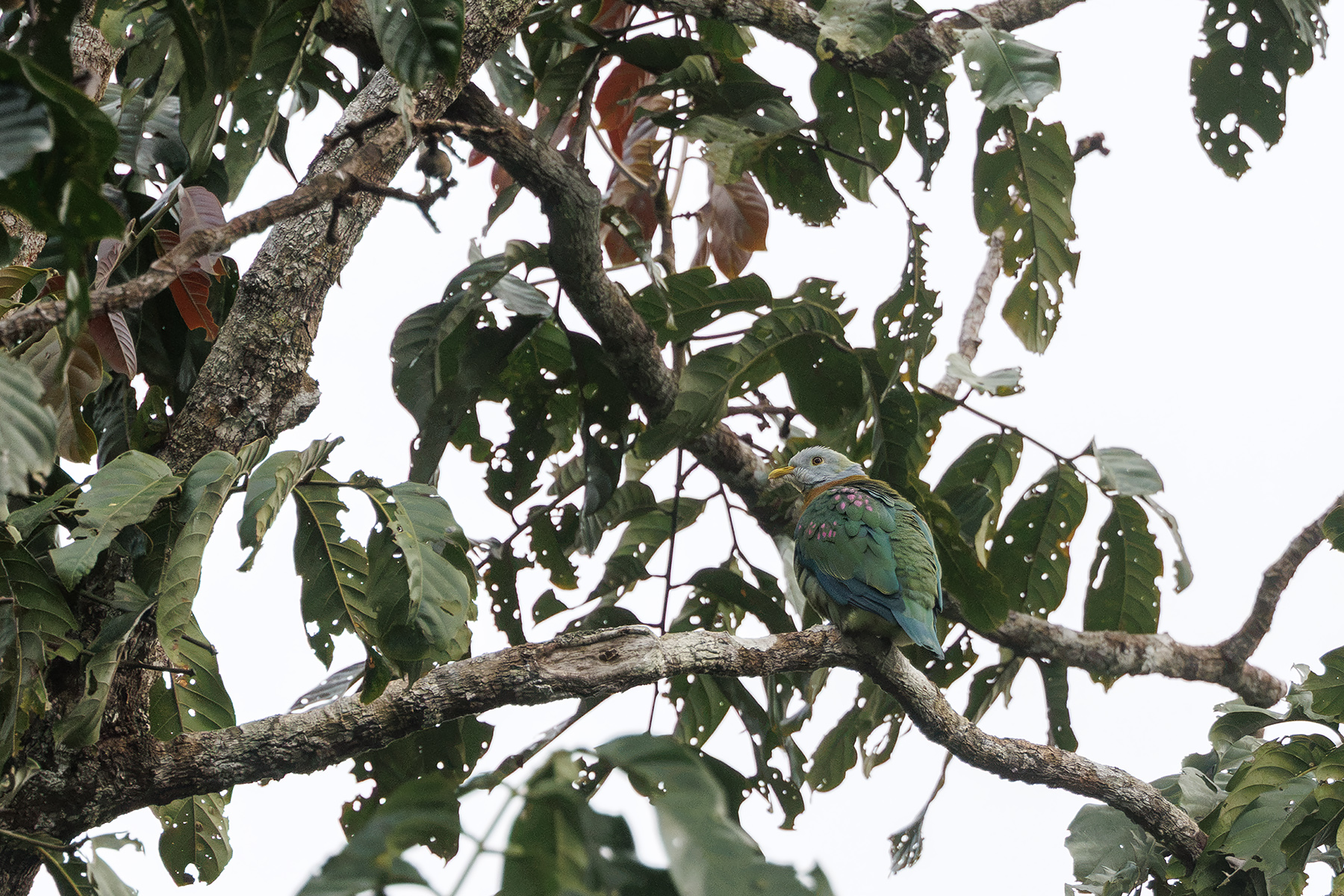 Pink-spotted Fruit Dove (image by Dáni Balla)