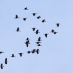 Plain-pouched Hornbills (image by János Oláh)