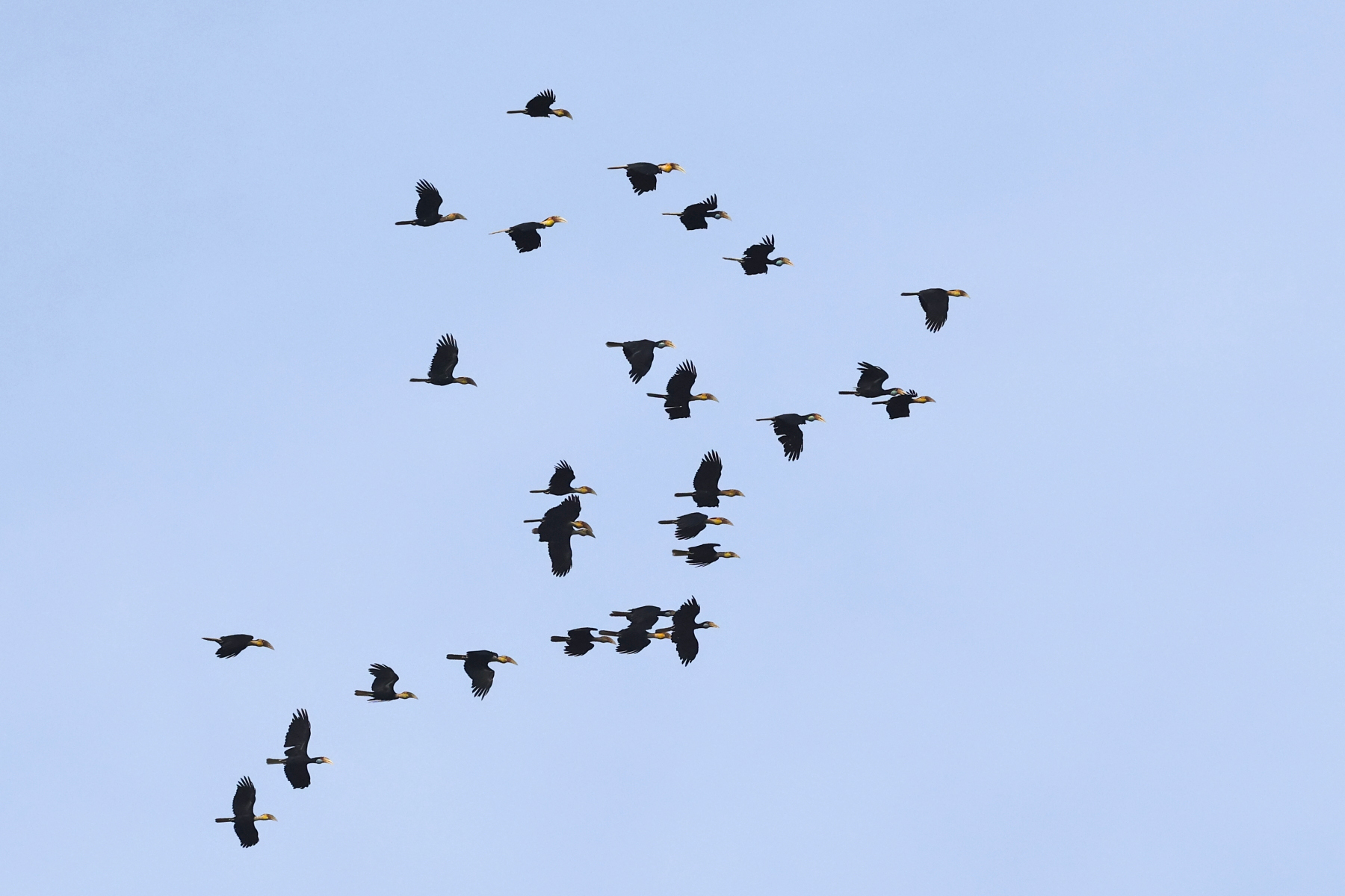 Plain-pouched Hornbills (image by János Oláh)