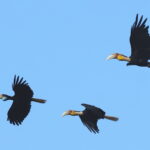 Plain-pouched Hornbills (image by János Oláh)