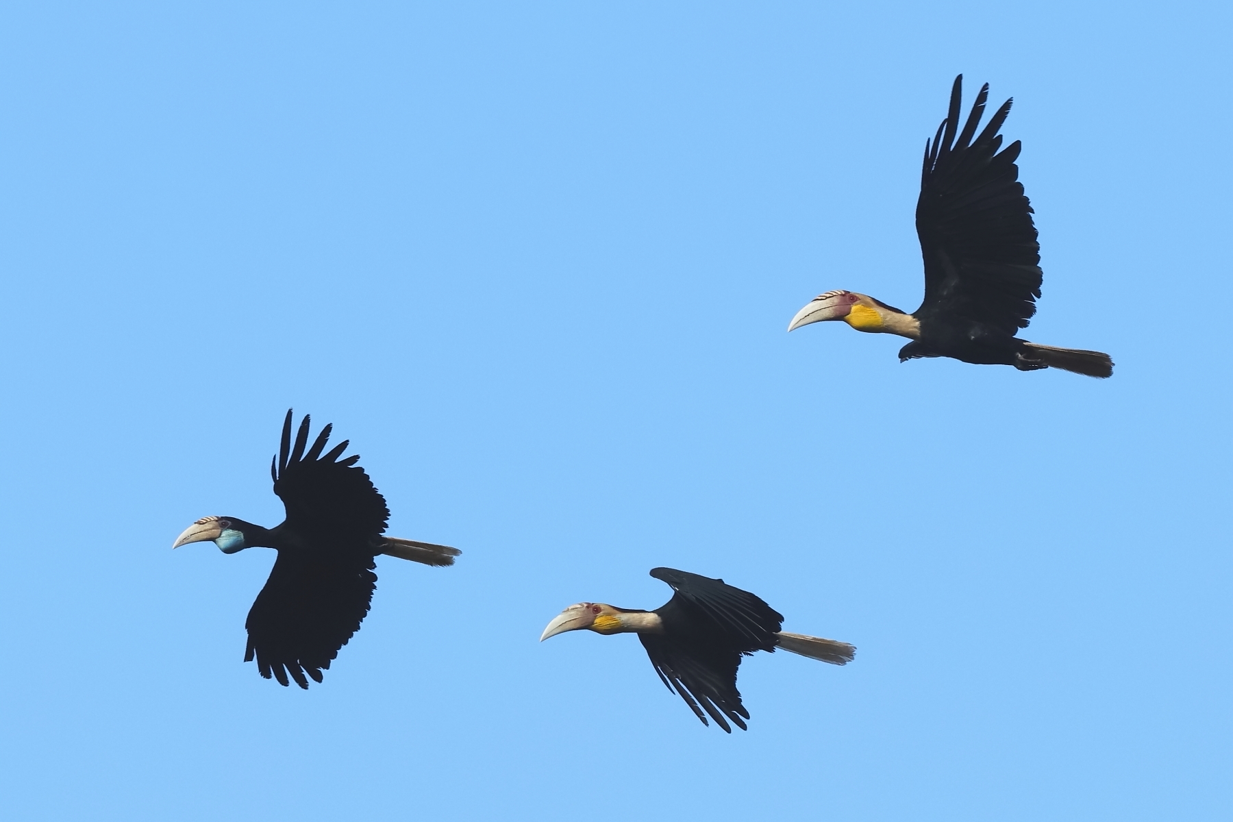 Plain-pouched Hornbills (image by János Oláh)