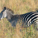 Plains Zebras (image by Mark Van Beirs)