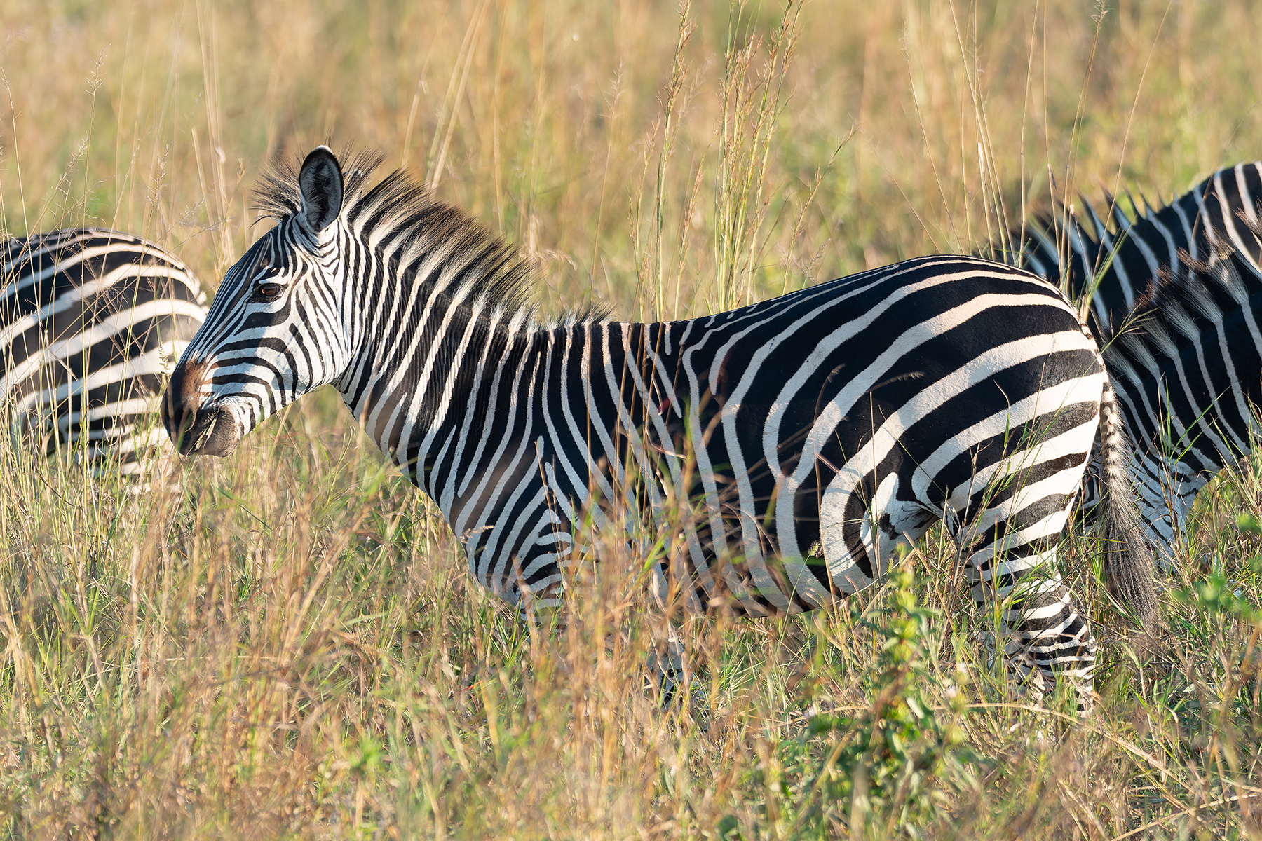 Plains Zebras (image by Mark Van Beirs)