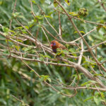 Purple Grenadier (image by Mark Van Beirs)