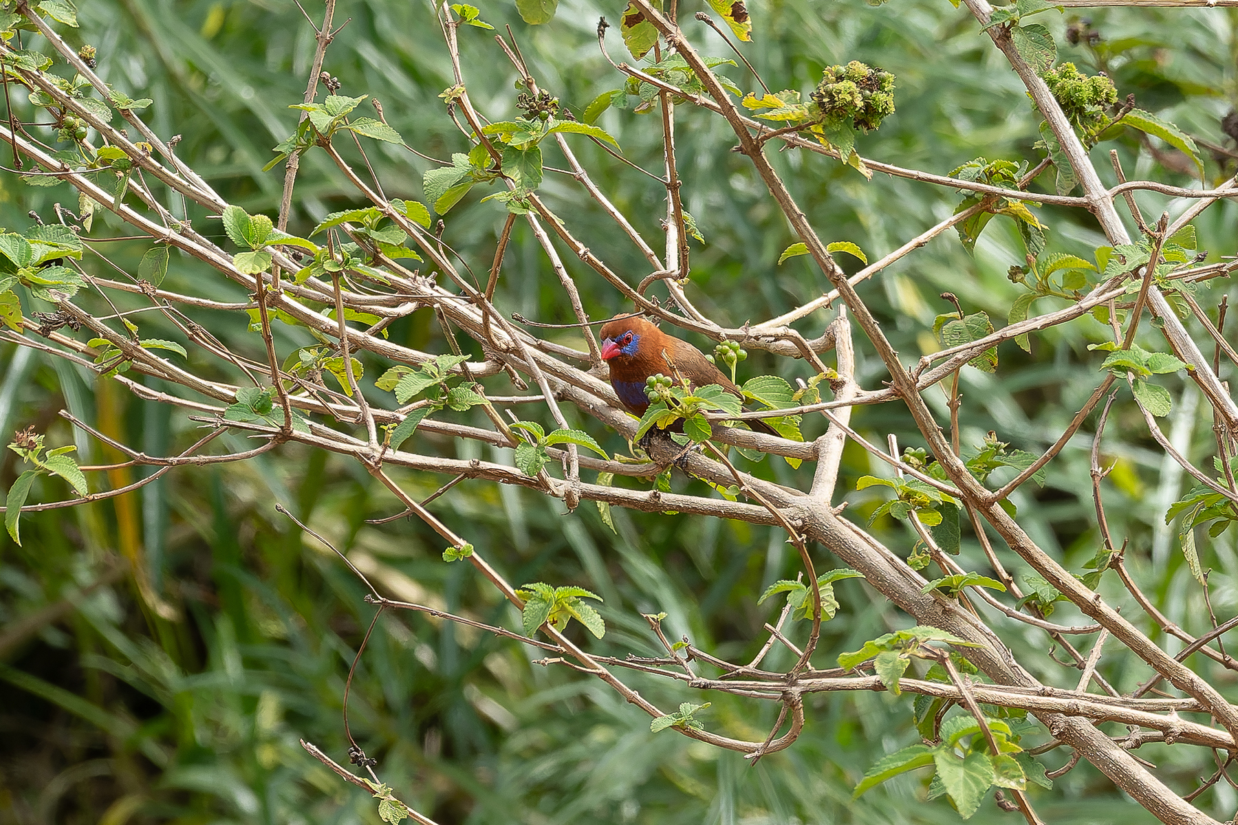 Purple Grenadier (image by Mark Van Beirs)