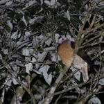 Purple-tailed Imperial Pigeon (image by Dáni Balla)