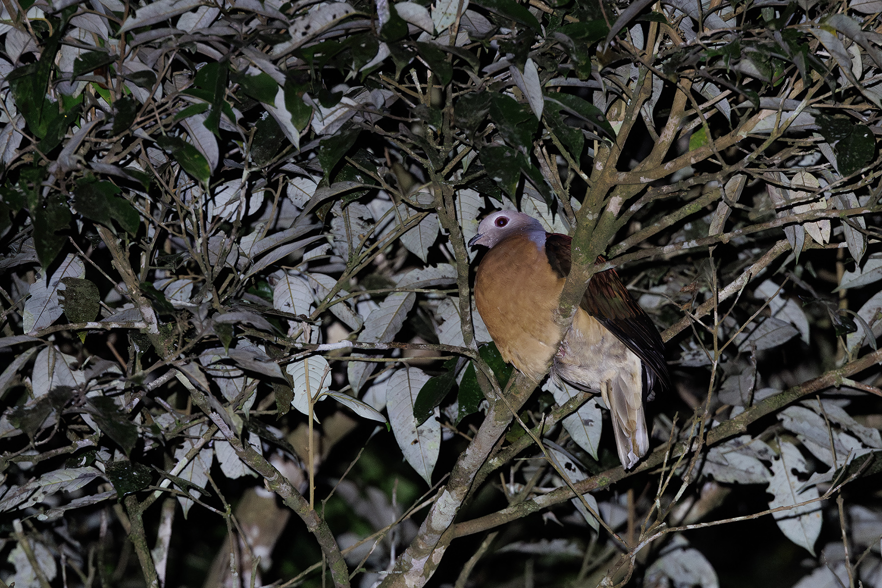 Purple-tailed Imperial Pigeon (image by Dáni Balla)