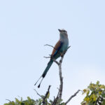 Racket-tailed Roller (image by Edward Paxton)