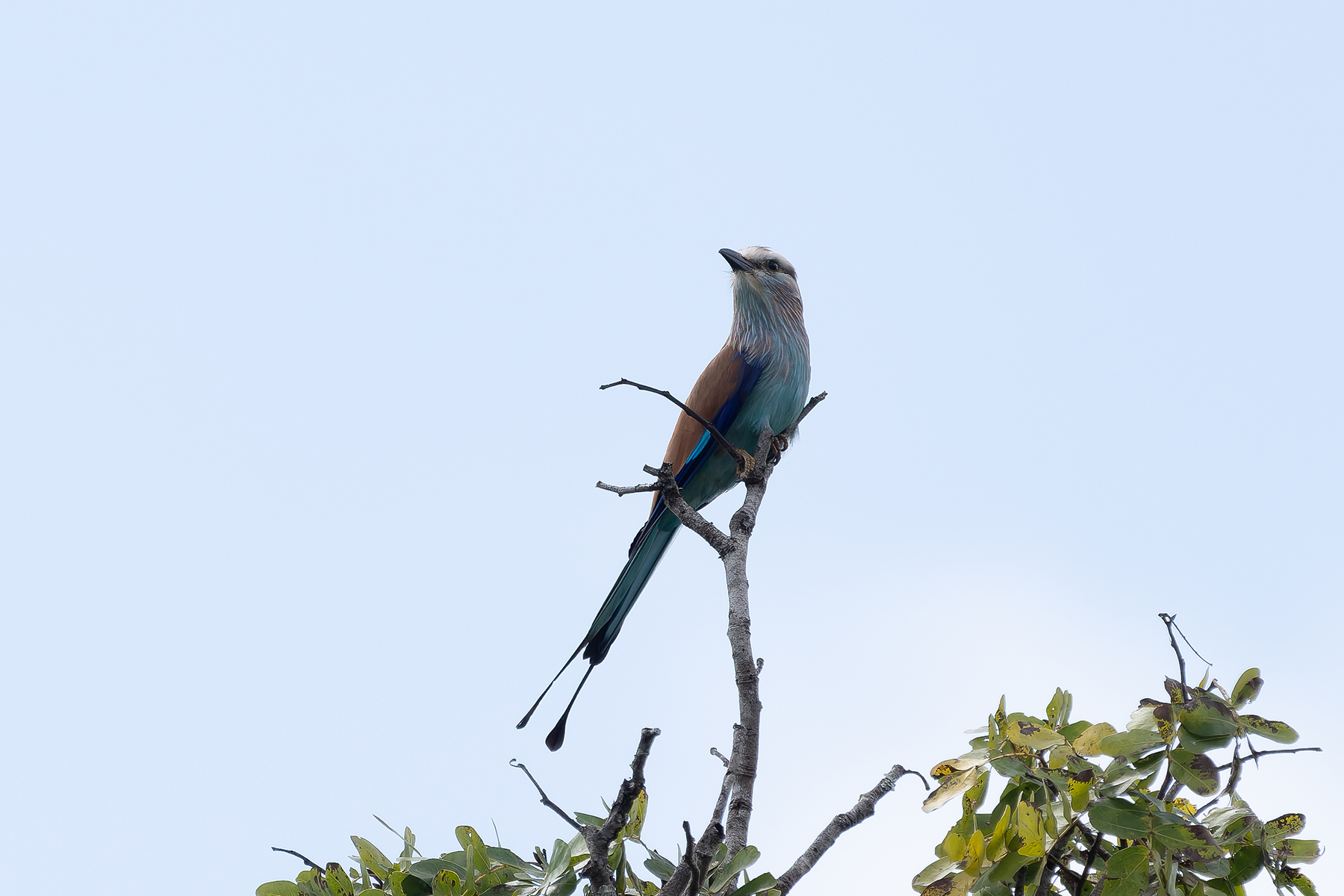 Racket-tailed Roller (image by Edward Paxton)