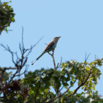 Racket-tailed Roller (image by Mark Van Beirs)