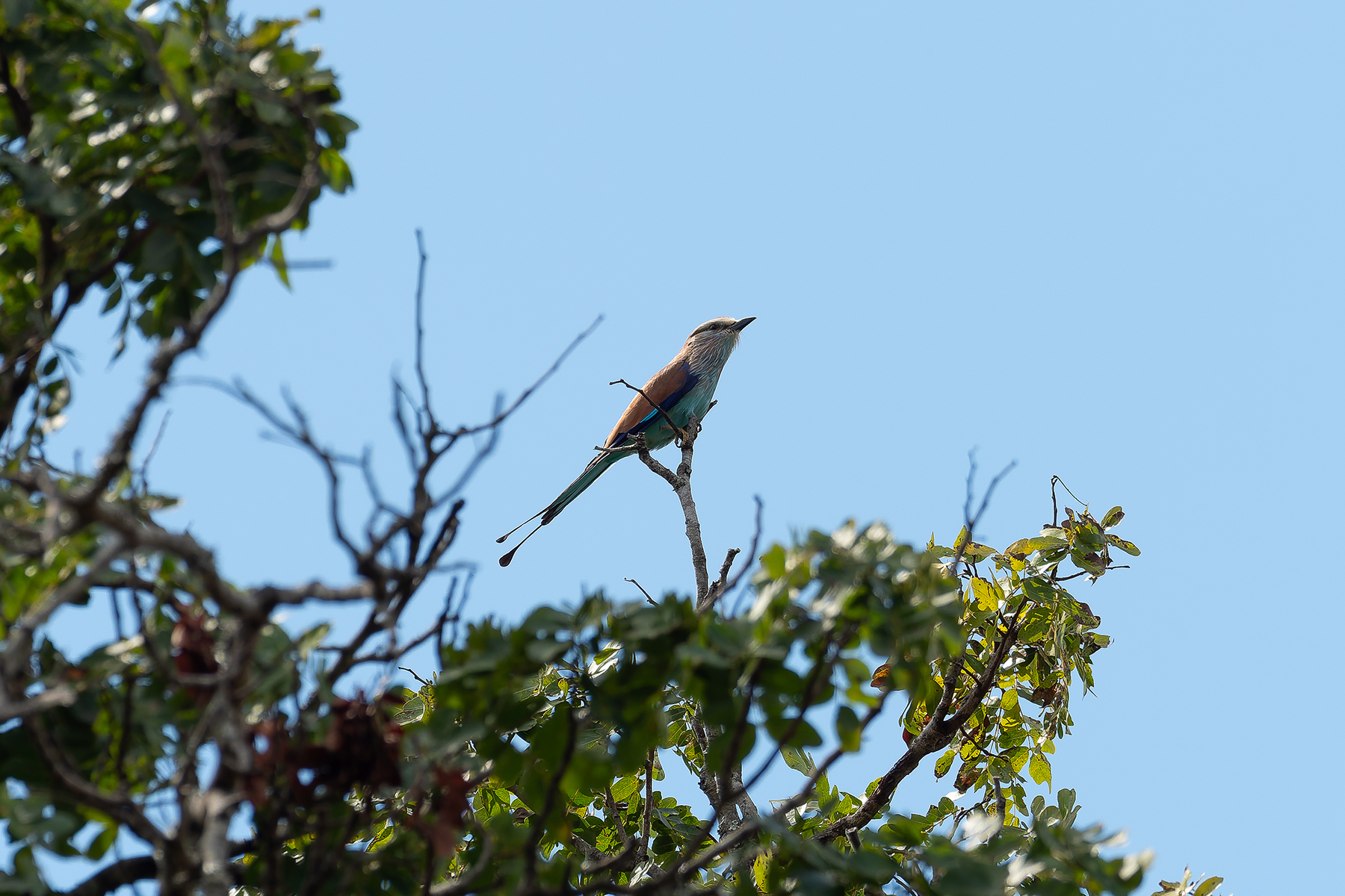Racket-tailed Roller (image by Mark Van Beirs)