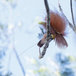 Raggiana Bird-of-paradise (image by Dáni Balla)