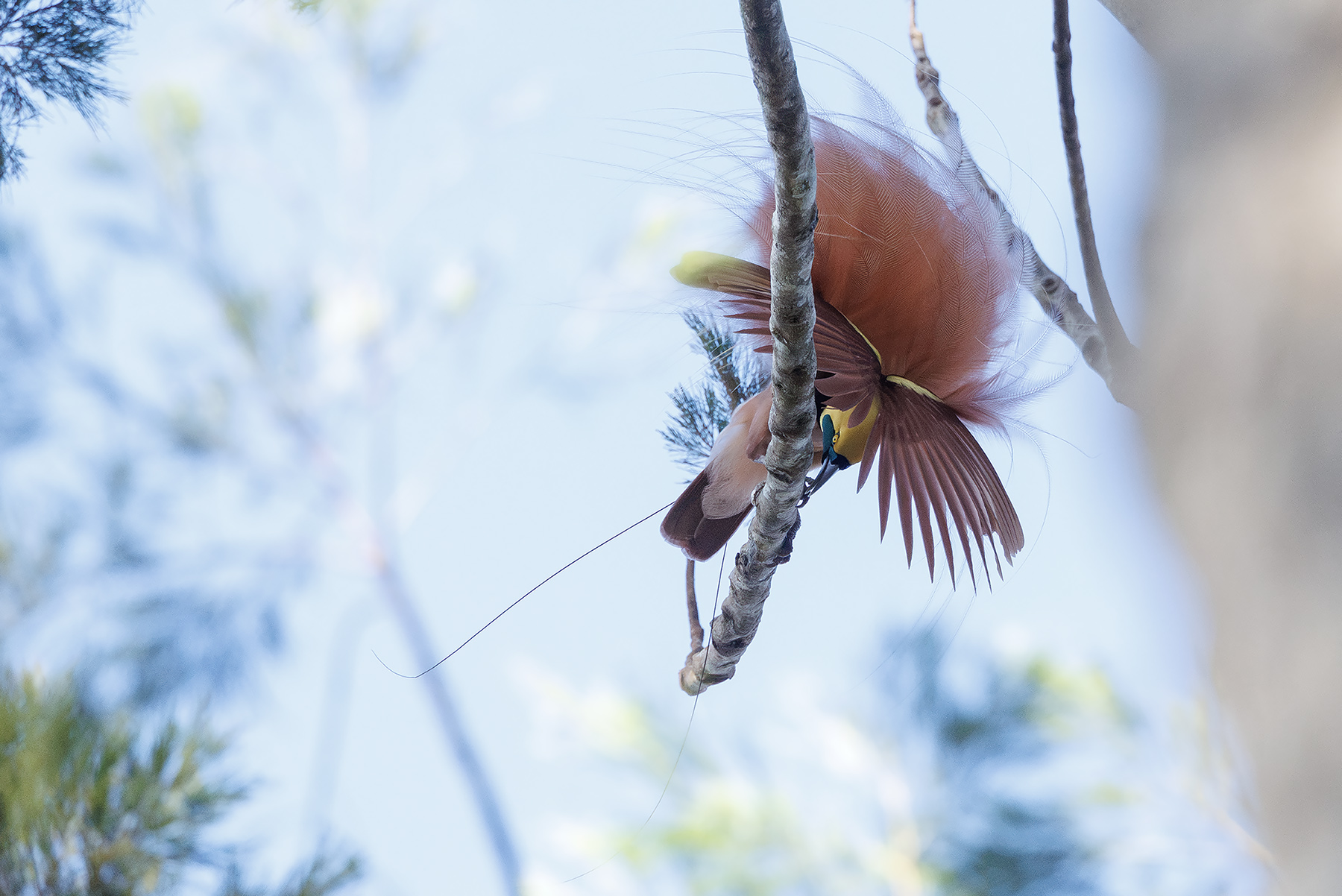 Raggiana Bird-of-paradise (image by Dáni Balla)