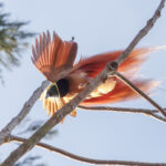 Raggiana Bird-of-paradise (image by Dáni Balla)