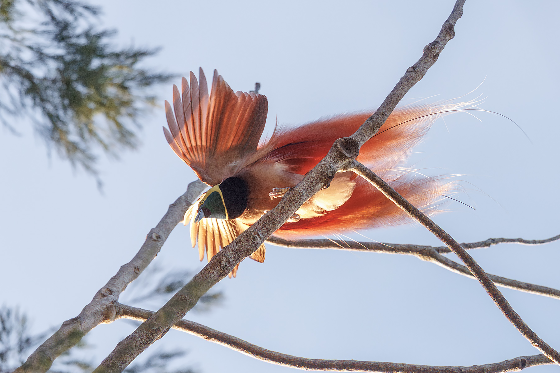 Raggiana Bird-of-paradise (image by Dáni Balla)