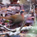 Rail-babbler (image by János Oláh)