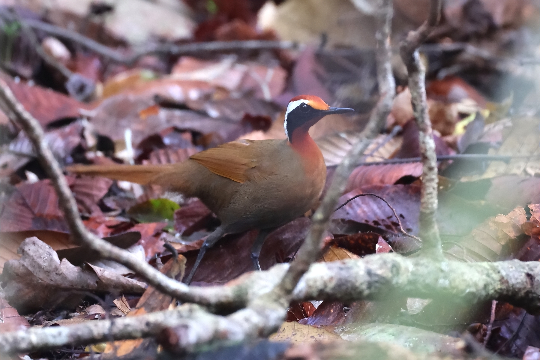 Rail-babbler (image by János Oláh)