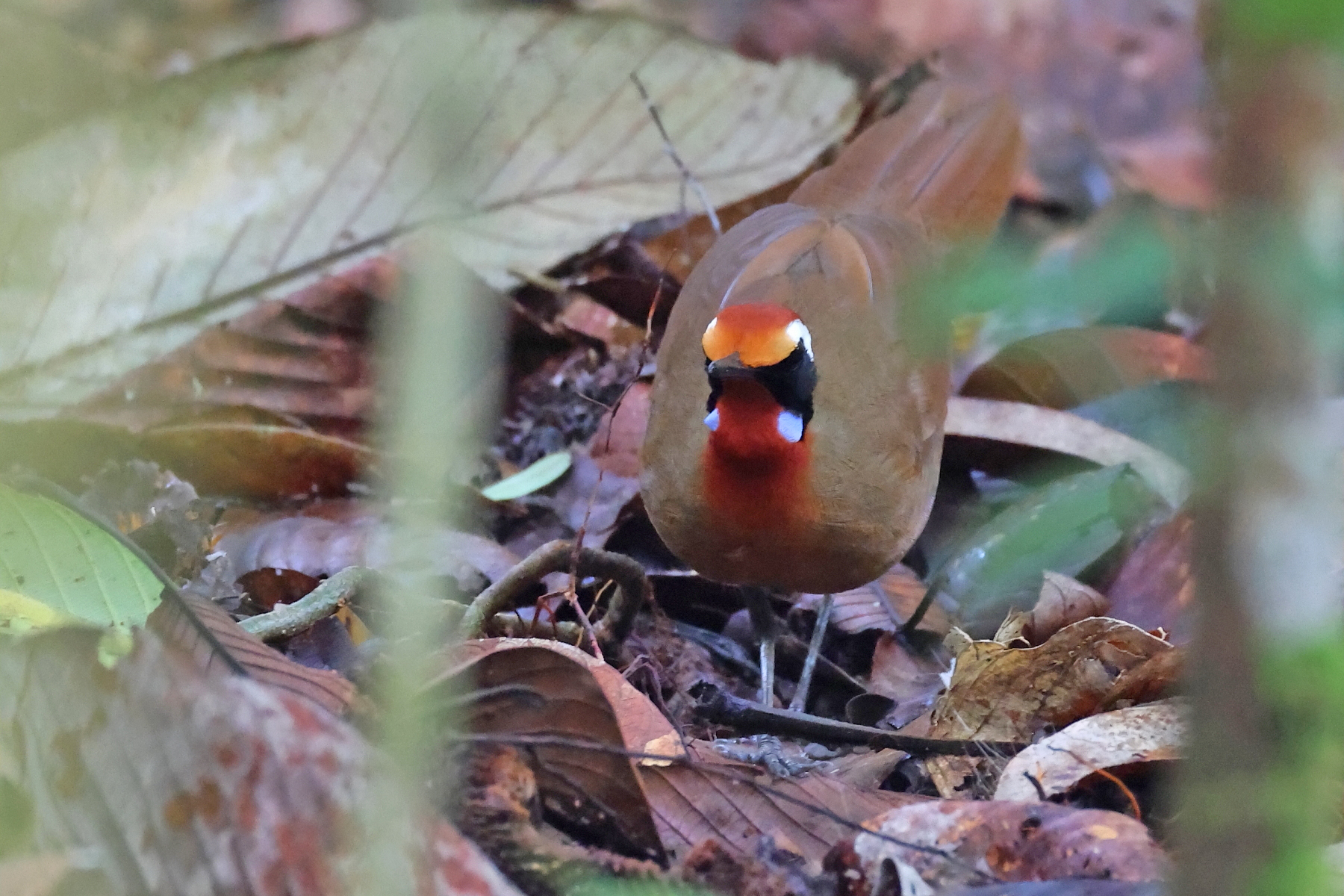 singing Rail-babbler (image by János Oláh)