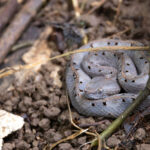 Rainforest Hog-nosed Viper (image by Daniel Branch)