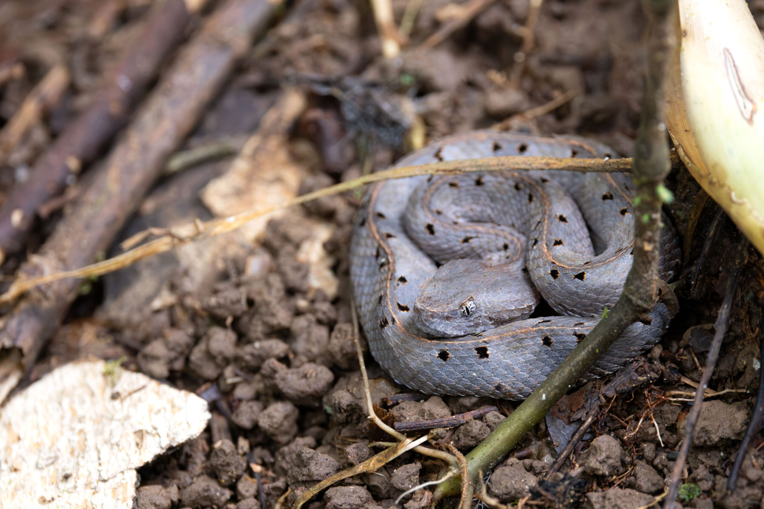 Rainforest Hog-nosed Viper (image by Daniel Branch)