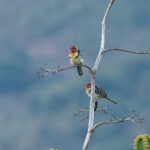 Red-and-yellow Barbets (image by Mark Van Beirs)