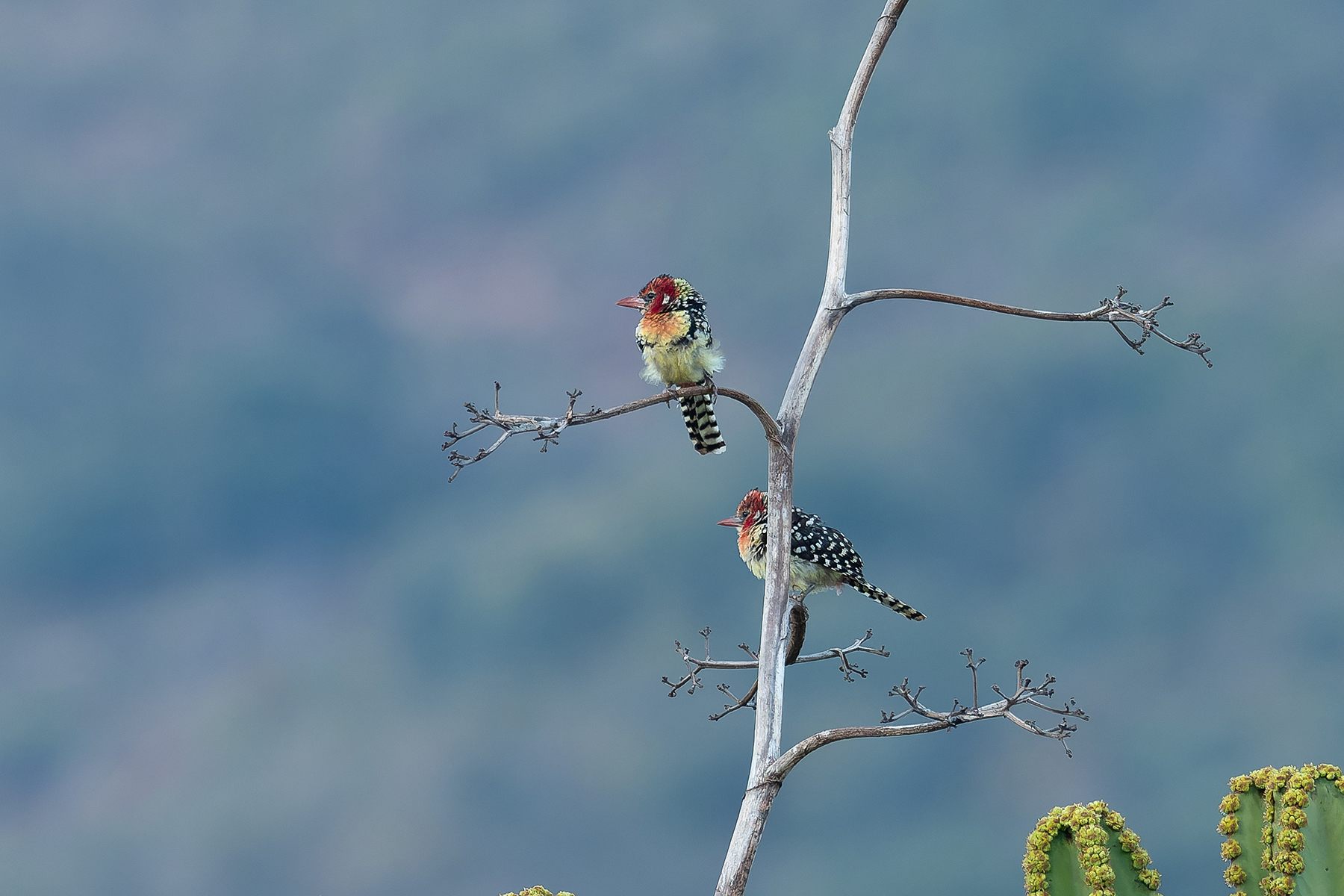 Red-and-yellow Barbets (image by Mark Van Beirs)