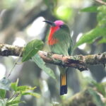 Red-bearded Bee-eater (image by János Oláh)