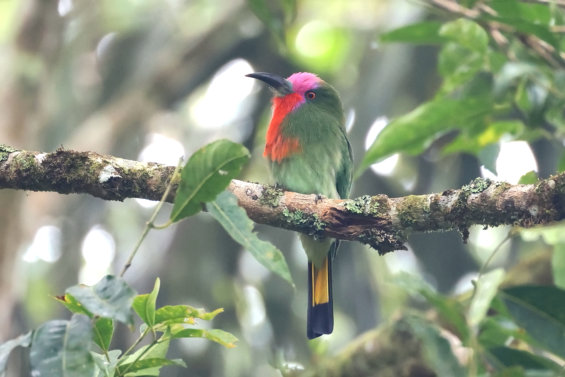 Red-bearded Bee-eater (image by János Oláh)