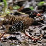 Red-billed Partridge (image by Paul Ellis)